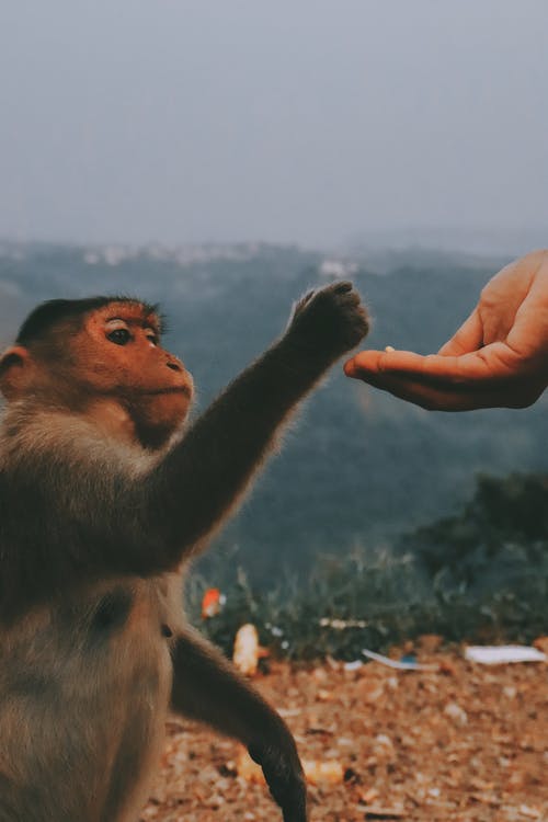 有关动物, 动物摄影, 哺乳动物的免费素材图片