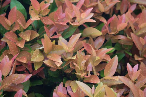 粉色和棕色植物与雨滴 · 免费素材图片