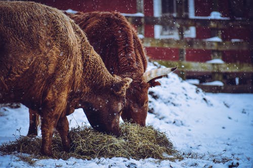 布朗牛吃草 · 免费素材图片