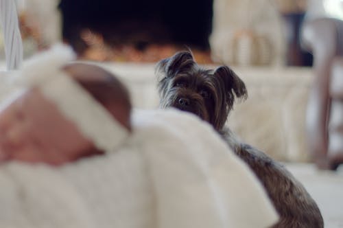 灰色的山梗犬小狗选择性聚焦摄影 · 免费素材图片
