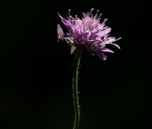 有关Copyspace, knautia arvensis, 充满活力的免费素材图片