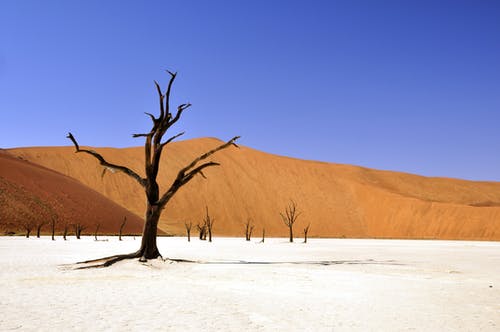 白天在沙质土壤上的棕色无叶树 · 免费素材图片