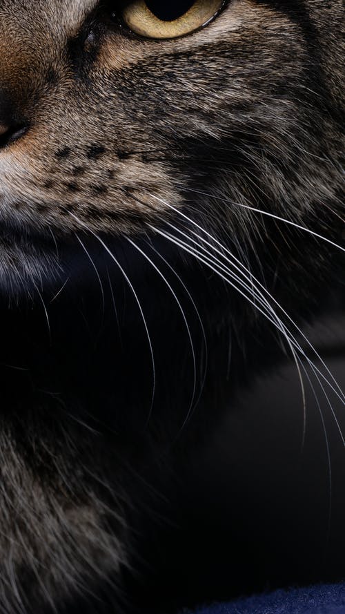 有关动物, 动物摄影, 可爱的免费素材图片