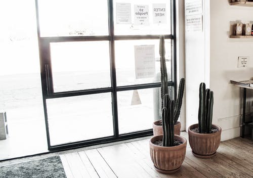 有关仙人掌, 室内, 植物的免费素材图片