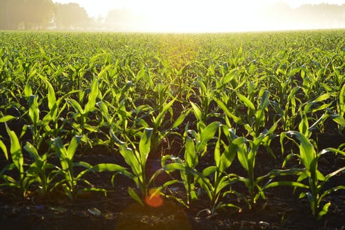 白天的玉米田 · 免费素材图片