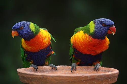 蓝吉恩和橙色鹦鹉 · 免费素材图片