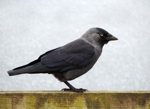 黑与灰鸟 · 免费素材图片