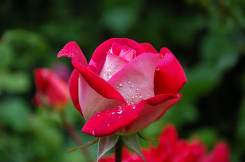红色和粉红色玫瑰的特写摄影 · 免费素材图片