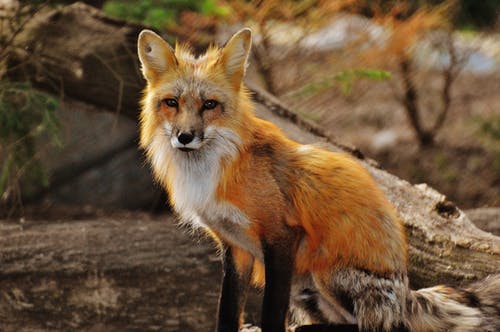 Tan White Fox的摄影作品 · 免费素材图片