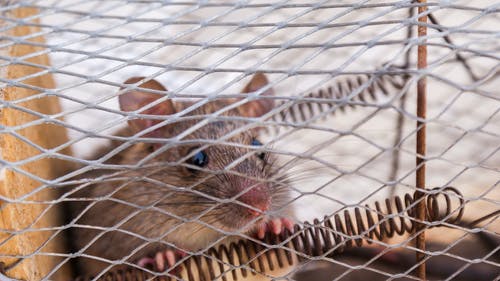 白天，老鼠陷阱中的棕色老鼠 · 免费素材图片