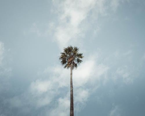 有关低角度摄影, 棕榈树, 热带的免费素材图片