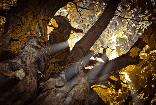 白天蠕虫的树视图 · 免费素材图片