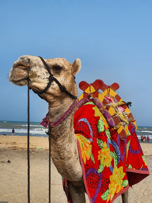 骆驼花鞍 · 免费素材图片