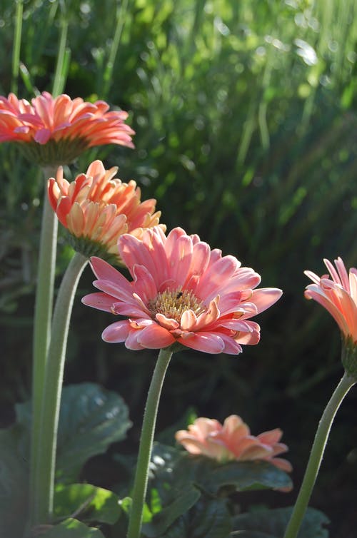 粉色非洲菊鲜花 · 免费素材图片