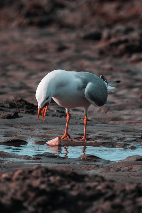 灰色和白色的鸟，在沙滩上 · 免费素材图片