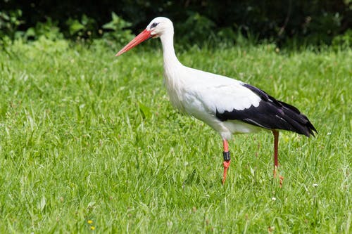 在绿色草地上行走的长喙白色和黑色鸟 · 免费素材图片