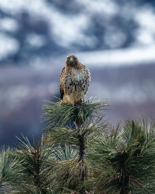 一棵树上的棕色鹰 · 免费素材图片