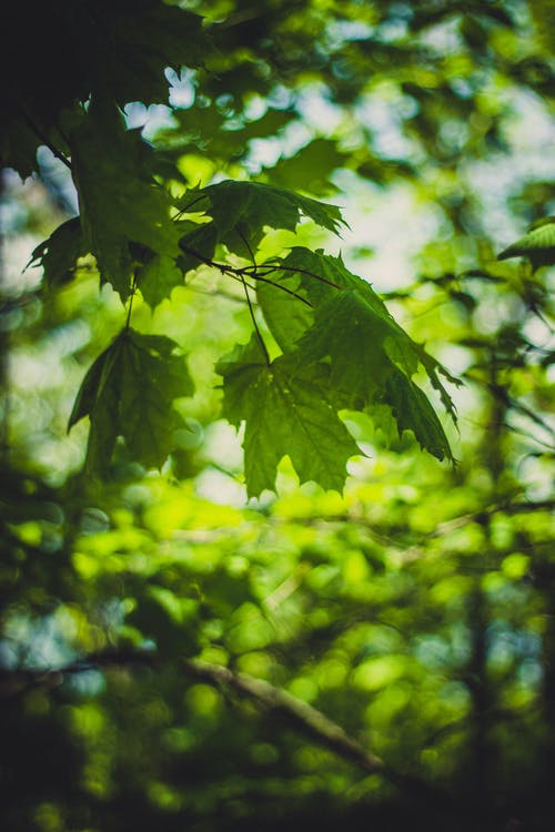 绿色叶子的树枝上的叶子 · 免费素材图片