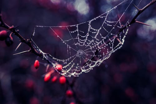 树干上的蜘蛛网 · 免费素材图片