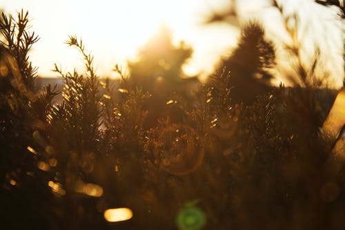植物在日落时的剪影 · 免费素材图片