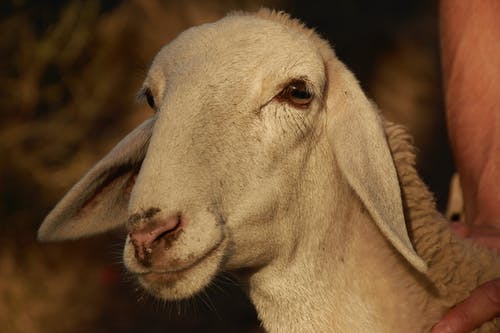 有关反刍动物, 哺乳动物, 家畜的免费素材图片