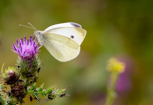 有关宏观, 昆虫, 植物群的免费素材图片