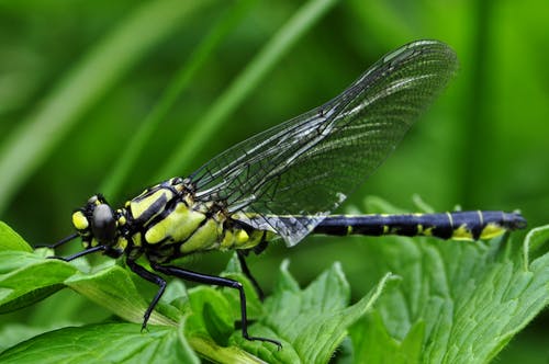 绿叶植物上的黑色和黄色蜻蜓 · 免费素材图片