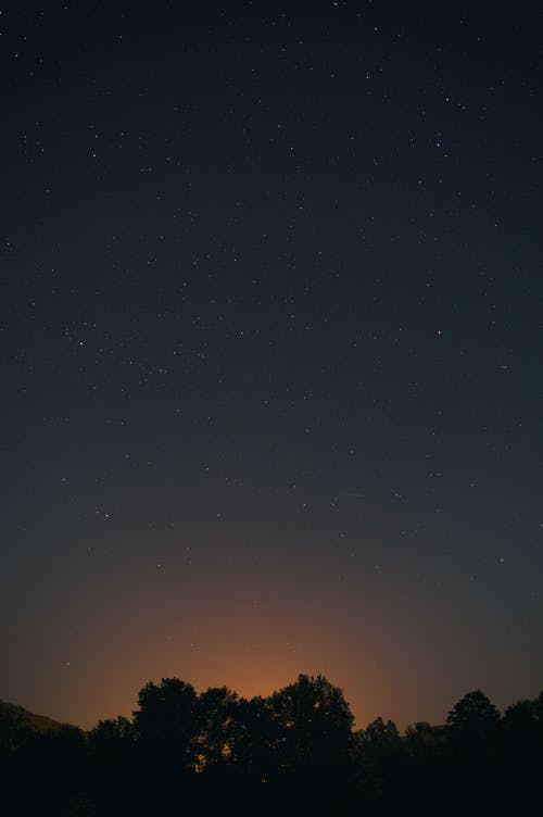 夜间树木剪影 · 免费素材图片