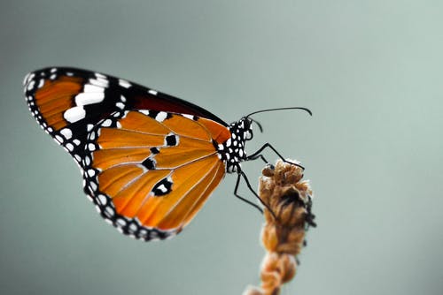 蝴蝶的特写照片 · 免费素材图片