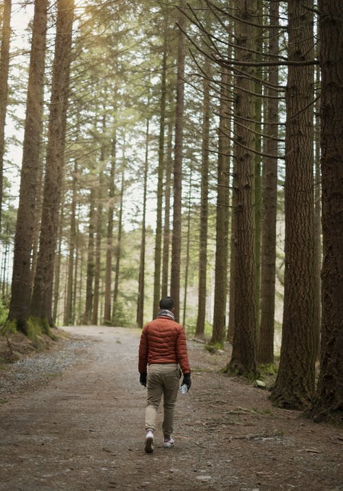 在树间通路上行走的人 · 免费素材图片