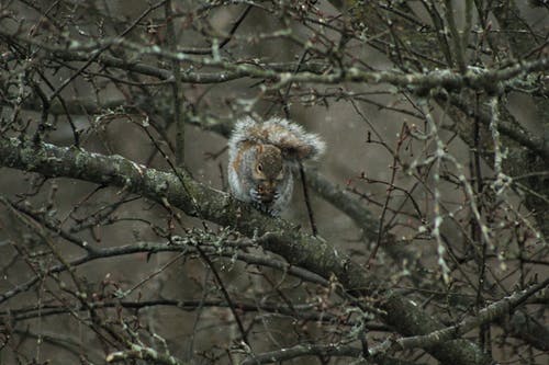 棕色和白色松鼠在棕色树枝上 · 免费素材图片