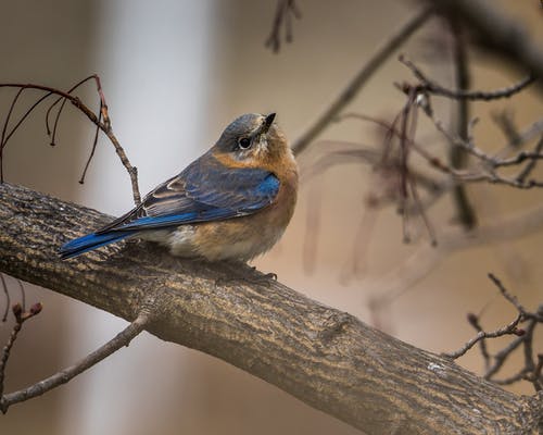 有关东部蓝鸟, 动物, 动物摄影的免费素材图片