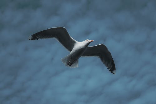 白鸥飞 · 免费素材图片
