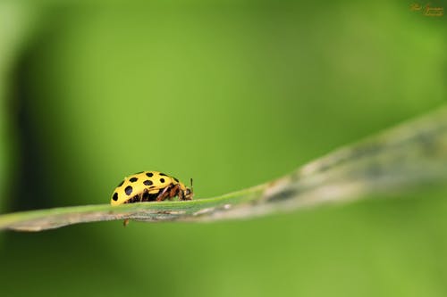 植物叶上的绿色瓢虫 · 免费素材图片