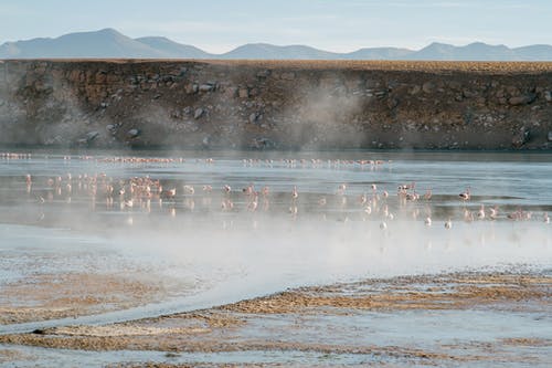 群火烈鸟在热气腾腾的浅湖上行走 · 免费素材图片