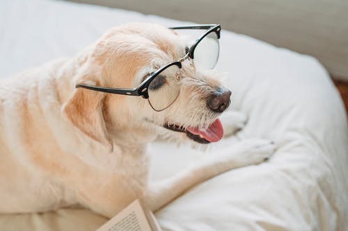 可爱的拉布拉多犬在床上休息的眼镜 · 免费素材图片