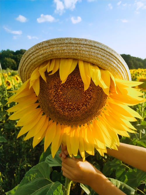 有关向日葵田, 垂直拍摄, 巨大的向日葵的免费素材图片