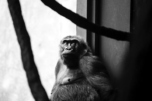猴子靠在墙上的单色照片 · 免费素材图片