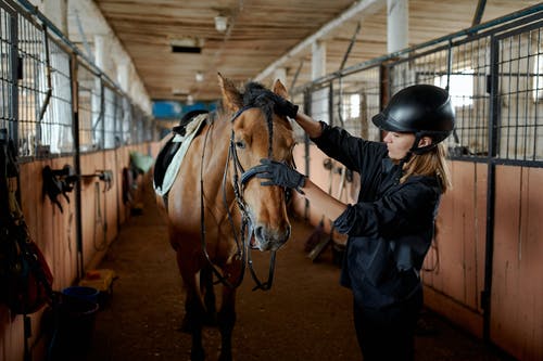 女骑手爱抚马在马stable里 · 免费素材图片