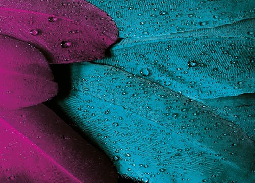 水露在绿色和紫色的叶子上的特写照片 · 免费素材图片