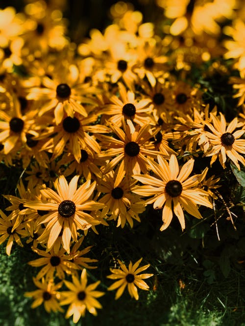 鲜艳的黄色花朵，薄花瓣 · 免费素材图片