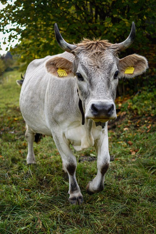 白牛在绿色草地上 · 免费素材图片