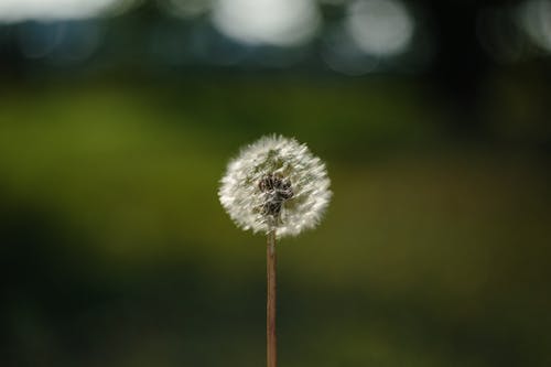 有关光, 增长, 夏天的免费素材图片