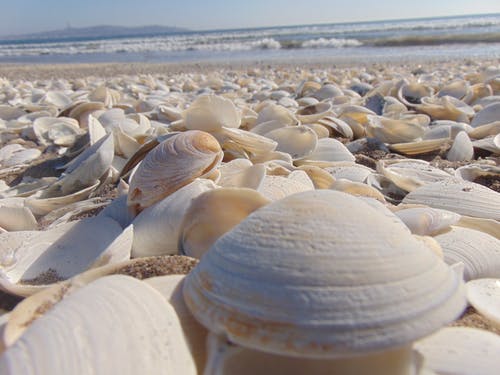 有关壳, 海, 海滩的免费素材图片