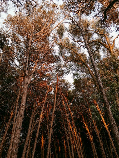 有关低角度拍摄, 垂直拍摄, 天性的免费素材图片
