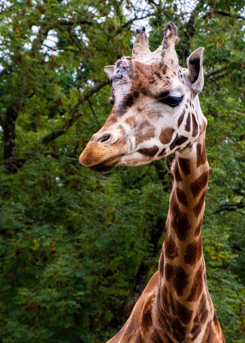 有关动物, 动物摄影, 哺乳动物的免费素材图片