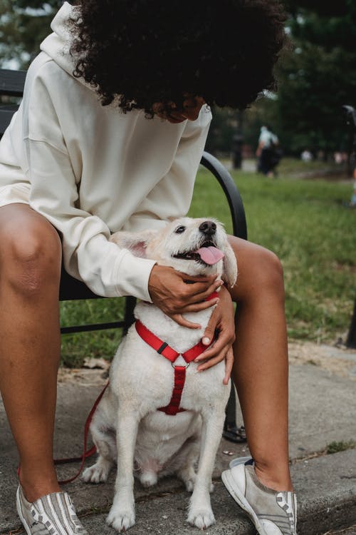 不可识别的黑人妇女在公园里抚摸狗 · 免费素材图片