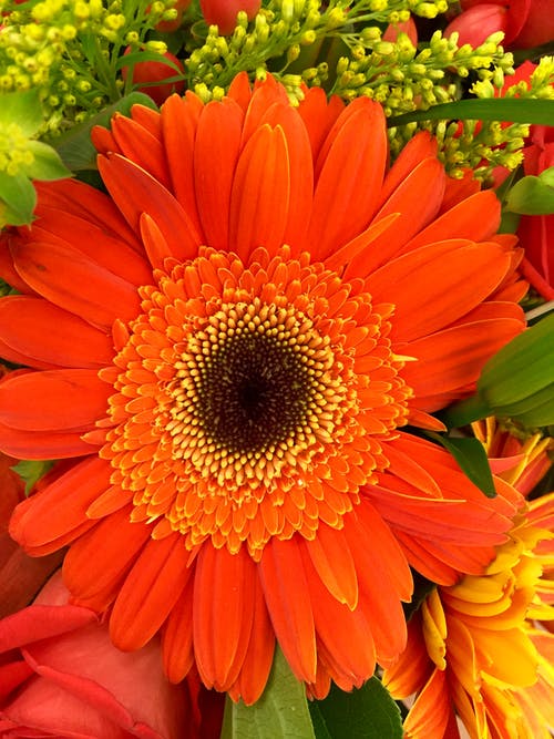 橙色和黑色花瓣的花朵在白天关闭了摄影 · 免费素材图片