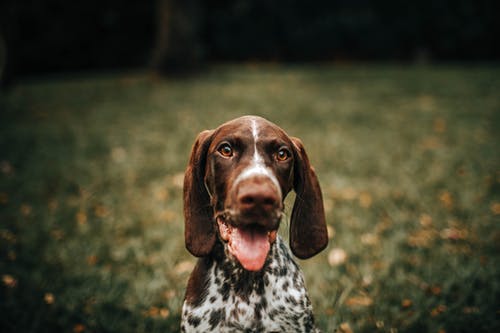 棕色狗的浅焦点照片 · 免费素材图片