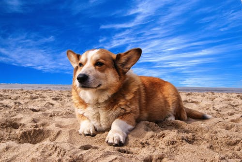 彭布罗克威尔士科基犬躺在白云蓝蓝的天空下的沙滩上 · 免费素材图片